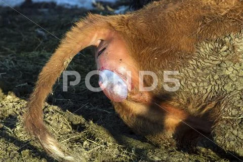 Cow giving birth to calf feet visible Stock Photos