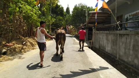 Cow go to farm Video stock 169941391