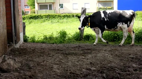 A cow go in the stable Stock Footage 52040153