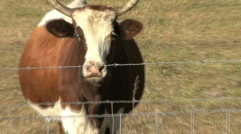 Cow Goes Moo Stock Footage