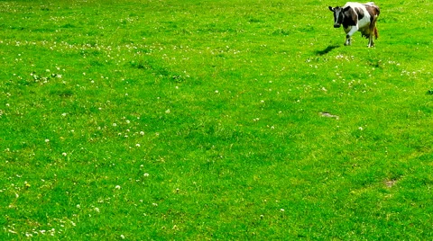 Cow goes through a meadow Stock Footage 63276014