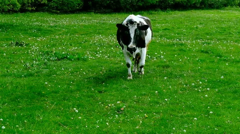 Cow goes through a meadow. Stock Footage 63276091