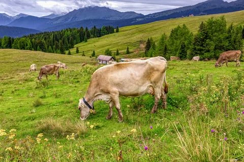 The Cow on grass in the Aips Foto stock
