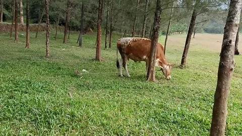 Cow in the grass field Stock Footage 167643681