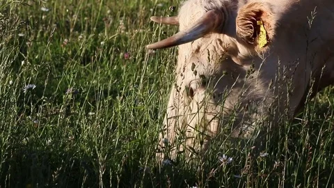 Cow, grass Stock Footage 80241134