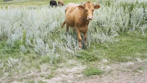 Cow in the grass 库存影片 93232866