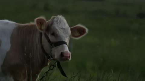 Cow in the grass land looking at the camera HD Stock Footage 134738427