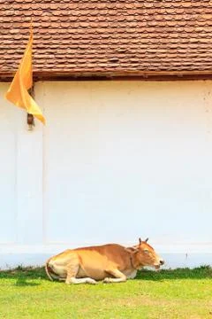 Cow on grass Stock-Fotos