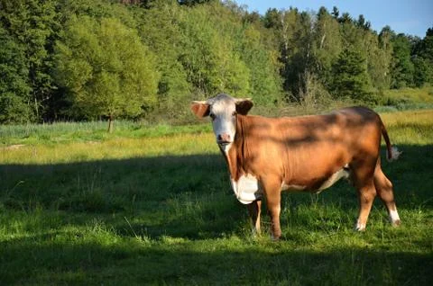 Cow on the grass Stock Photos