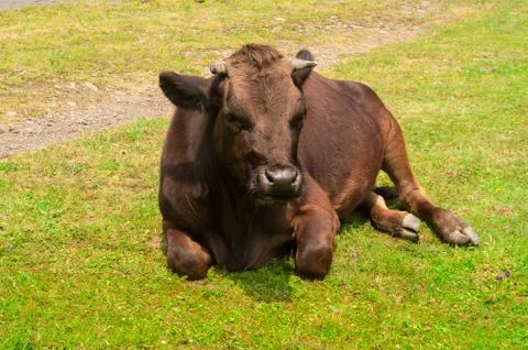 Cow on grass Stock Photos