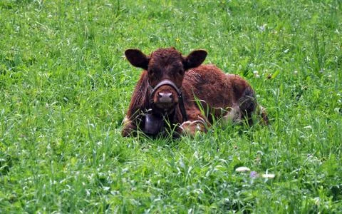Cow in the grass Stock Photos