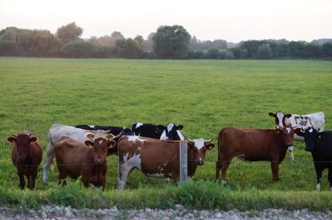 Cow on grass Foto stock