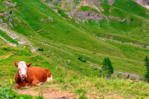 The Cow on grass Foto stock