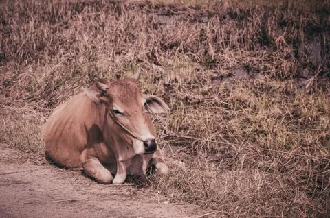 Cow on grass Stock Photos