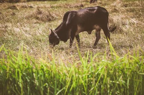 Cow on grass Stock Photos