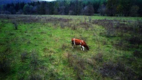 Cow on grass Stock Photos