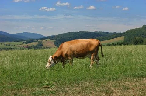 Cow on the grass Stockfoto's