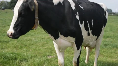 A cow on a grassfield Video stock 43255926