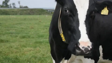 A cow on a grassfield Video stock 43256435