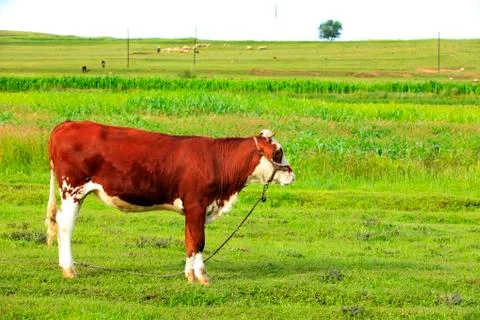 A cow on the grassland Stock Photos