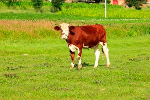 A cow on the grassland Stock Photos