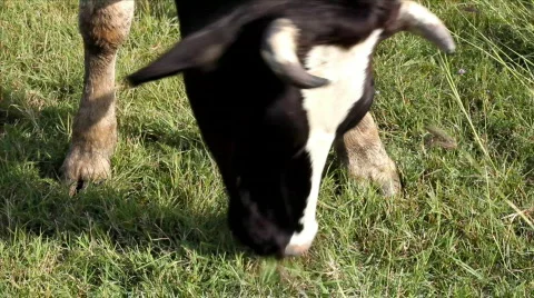 Cow graze in field Stock Footage