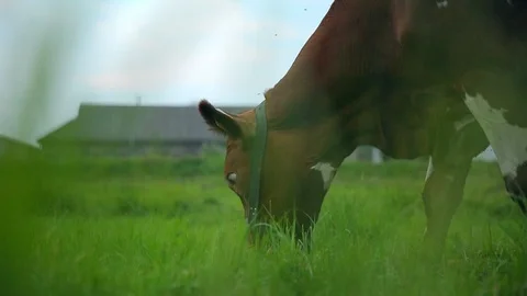Cow Graze In Field Vidéo 89576143