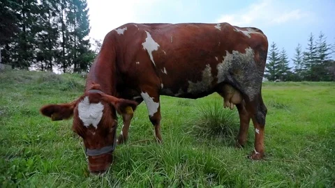 Cow Graze In Field 스톡 동영상 89576994