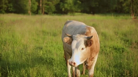 Cow graze in the meadow Stock Footage 218299559