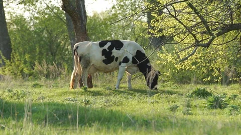 Cow Grazed in the Meadow Stock Footage 75492063