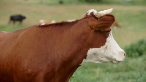 Cow Grazed in the Meadow Stock Footage 77043525
