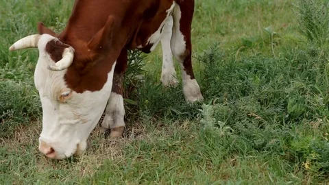 Cow Grazed in the Meadow Stock Footage