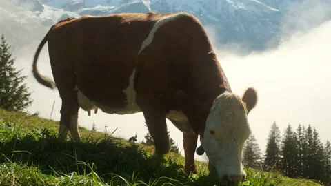 A cow grazes on an alpine meadow. Video stock 201164992