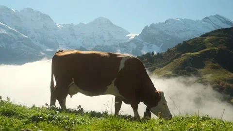 A cow grazes on an alpine meadow Stock Footage 201164997