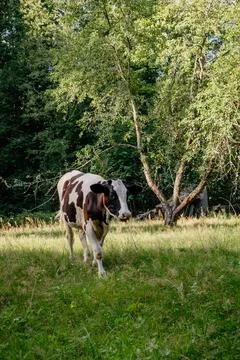 Cow grazes and eats grass against the background of the forest in summer Stock-Fotos