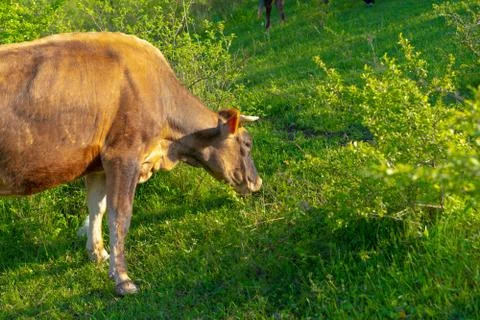 A cow grazes and eats green grass Foto stock
