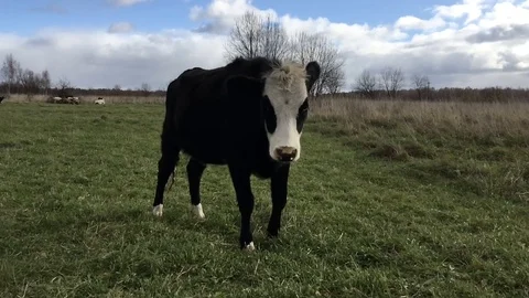 A cow grazes in a clearing Video stock 119016994