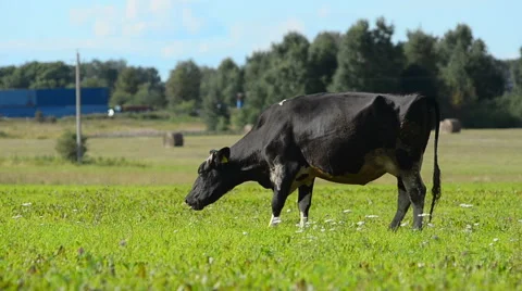 Cow grazes Stock Footage 54047525