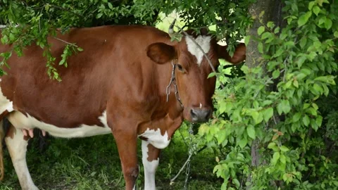 A cow grazes on fresh grass beneath the shade of trees Video stock 342433096