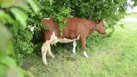 A cow grazes on fresh grass beneath the shade of trees Vídeos de archivo 342433101