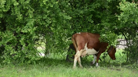 A cow grazes on fresh grass beneath the shade of trees Stock Footage 342433103