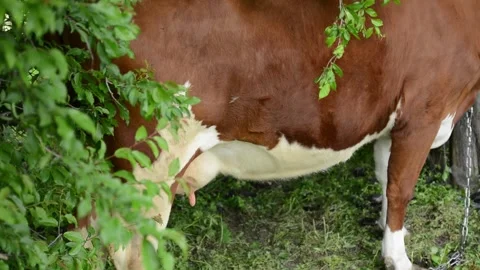 A cow grazes on fresh grass beneath the shade of trees Stock Footage 342433105