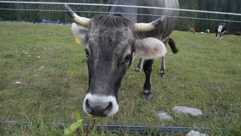 Cow grazes the grass Stock Footage 92288879