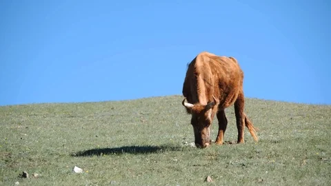 A cow grazes on a hillside Stock Footage 124408571