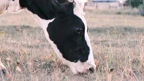 Cow grazes in the meadow and eats grass, side view, close-up, 4k, slow motion 動画素材 158954267