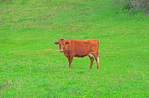 Cow grazes on meadow in early spring Stock Photos