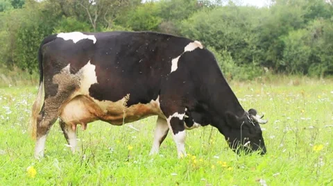 Cow grazes in a meadow Stock Footage 8601023