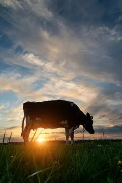 A cow grazes in a meadow in the rays of the setting sun Stock Photos