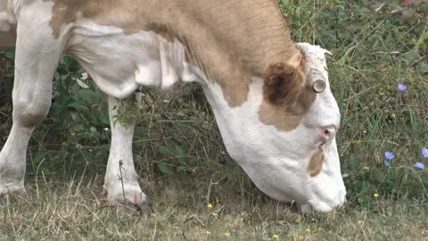 A cow grazes on the pasture Stock Footage 281188338