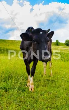Cow grazes Stock Photos